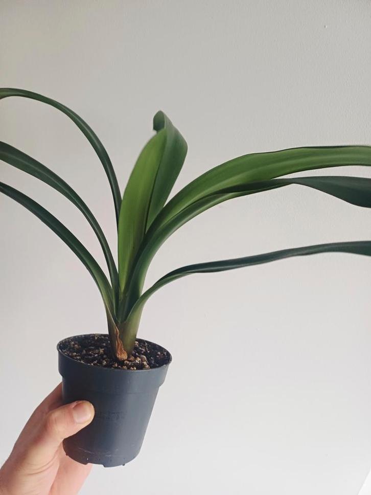 Clivia Miniata, Huis en Inrichting, Kamerplanten, Overige soorten, Minder dan 100 cm, Groene kamerplant, Halfschaduw, In pot, Ophalen of Verzenden