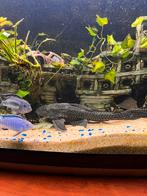 Aquarium met alles inclusief, Dieren en Toebehoren, Vis, Zoetwatervis