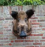 Monté sur un sanglier, taxidermie, crâne, chasse, bois, cerf, Collections, Collections Animaux, Enlèvement, Animal sauvage, Bois ou Tête