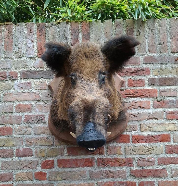 Opgezette kop zwijn taxidermie schedel jacht gewei hert, Verzamelen, Dierenverzamelingen, Gewei of Kop, Wild dier, Ophalen