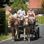 Mooi jong koppel haflinger ruinen, Dieren en Toebehoren