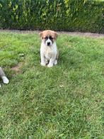 Mooie Akita pups, België, Overige rassen, CDV (hondenziekte), 8 tot 15 weken