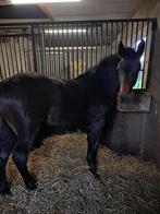 Jaarling hengst, Dieren en Toebehoren, Paarden, Springpaard, Gechipt, 0 tot 2 jaar, Hengst