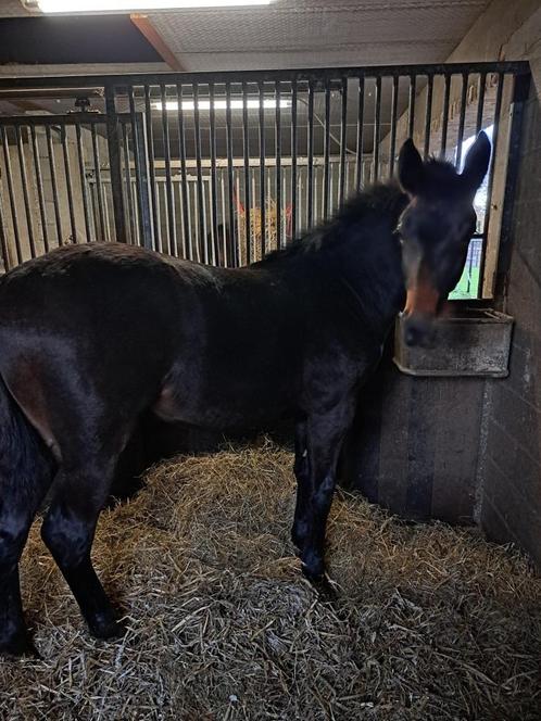 Jaarling hengst, Dieren en Toebehoren, Paarden, Hengst, Onbeleerd, 0 tot 2 jaar, Springpaard, Met stamboom, Gechipt, Ontwormd