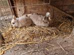 6 leeuwenkop dwergkonijntjes, Dieren en Toebehoren, Meerdere dieren, Dwerg, 0 tot 2 jaar