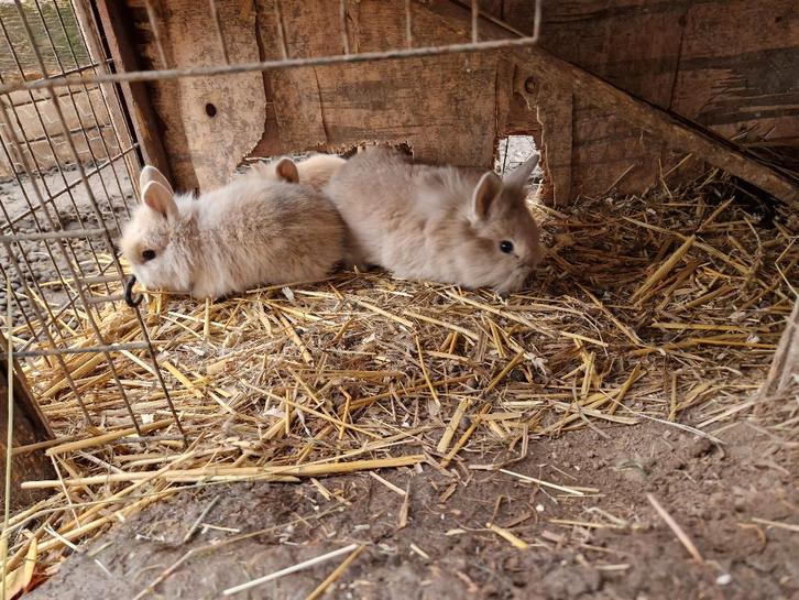 6 leeuwenkop dwergkonijntjes, Dieren en Toebehoren, Konijnen, Dwerg, Meerdere dieren, 0 tot 2 jaar