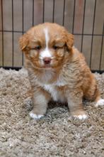 Nova Scotia Duck Tolling Retriever pups te koop, België, CDV (hondenziekte), 8 tot 15 weken, Meerdere