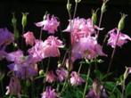 Ancolie des jardins - pot 17 cm, Vaste plant, Halfschaduw, Lente, Ophalen
