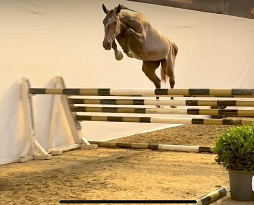 3-jarige springmerrie, Animaux & Accessoires, Chevaux, Jument, Débourré, Moins de 160 cm, 3 à 6 ans, Cheval de saut