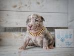Prachtige American Bully Pups uit top bloedlijnen, België, Overige rassen, 8 tot 15 weken, CDV (hondenziekte)