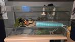 Terrarium complet 100x50x40, Dieren en Toebehoren, Ophalen, Zo goed als nieuw