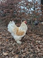 Haan lemon pyle en andere, Dieren en Toebehoren, Pluimvee