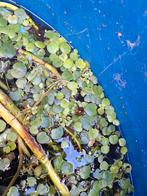 Kikkerbeet aquarium plant, Dieren en Toebehoren, Vissen | Aquariumvissen