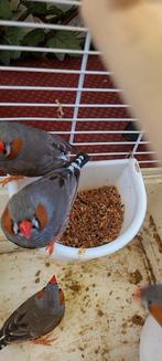 Vogels