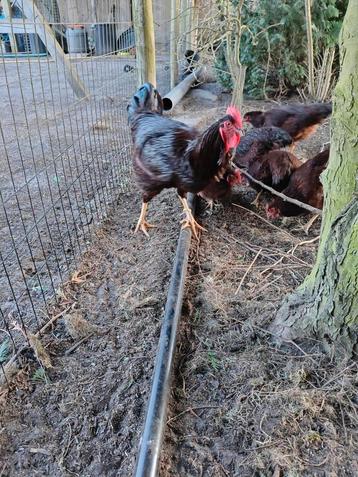 Broedeieren Rhode Island Red beschikbaar voor biedingen