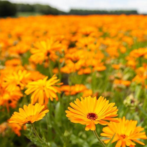 Goudsbloem, Tuin en Terras, Bloembollen en Zaden, Ophalen