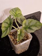 Alocasia Silver Dragon Aurea, Ophalen of Verzenden