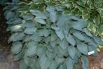 Hosta "Tardiana Halcyon", Ophalen, Vaste plant