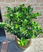 Japanse ligustrum, Tuin en Terras, Planten | Struiken en Hagen, Ophalen, Liguster, Struik, 100 tot 250 cm