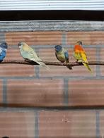 Splendid parkieten, Dieren en Toebehoren, Vogels | Parkieten en Papegaaien, Meerdere dieren, Parkiet, Geringd