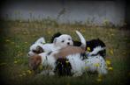 Boomer pups, België, Maltezer, CDV (hondenziekte), 8 tot 15 weken