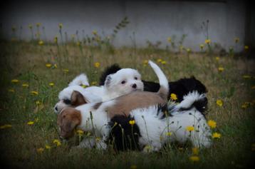 Boomer pups beschikbaar voor biedingen