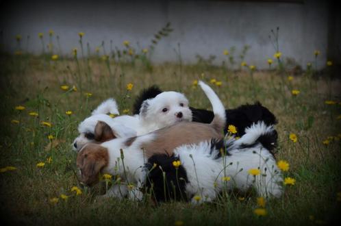 Boomer pups, Dieren en Toebehoren, Honden | Chihuahua's en Gezelschapshonden, Meerdere dieren, Maltezer, Fokker | Professioneel