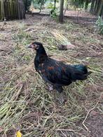 Kip, Dieren en Toebehoren, Kip