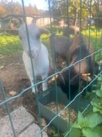 Te koop wegens verhuis, Tickets en Kaartjes, Recreatie | Dierentuinen