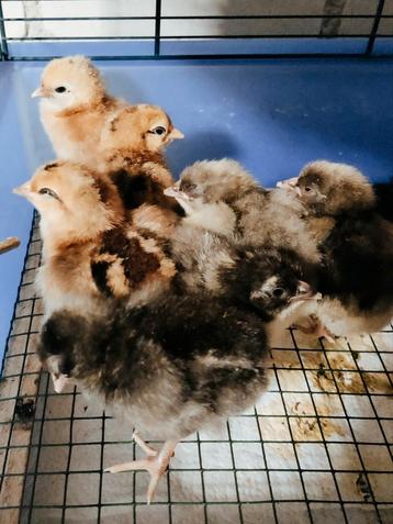  🇳🇱🌈 Kuikens kleurenleggers 🌈🇳🇱 beschikbaar voor biedingen