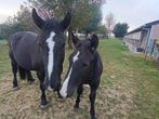 Poulain percheron, Dieren en Toebehoren, Paarden