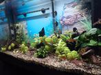 Aquarium Juwel 125, Dieren en Toebehoren, Ophalen, Gebruikt, Gevuld zoetwateraquarium