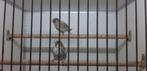 Groenlandse Barmsijs - rostrata TT, Meerdere dieren, Wildzangvogel, Geringd