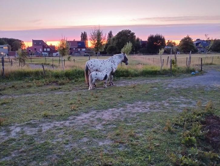 2 spots au paradis des paddocks, Animaux & Accessoires, Box & Pâturages