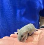Dwergratten, Meerdere dieren, Rat