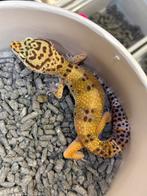 Luipaardgekko mannetje, Lézard, 0 à 2 ans