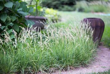 Sesleria autumnalis beschikbaar voor biedingen