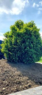 Buis d'ornement, Jardin & Terrasse, Plantes | Arbustes & Haies, 100 à 250 cm, Enlèvement, Buis, Arbuste