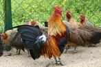 Belgische krielen, Dieren en Toebehoren, Pluimvee, Meerdere dieren, Kip
