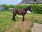 Trekpaard merrie, Merrie