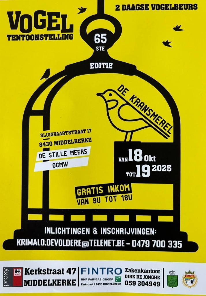 Zebravinken splitvogels charcoal, Dieren en Toebehoren, Vogels | Overige Vogels, Tropenvogel, Meerdere dieren, Geringd