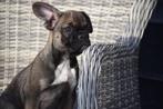Franse bulldog pups uit nest te kiezen, Dieren en Toebehoren, België, 15 weken tot 1 jaar, Meerdere, Meerdere dieren
