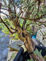 Bonsai startplanten - Potentilla, Tuin en Terras, Ophalen