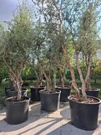Prachtig assortiment hoog- en meerstammige bomen, Tuin en Terras, Ophalen of Verzenden, In pot, Overige soorten, 250 tot 400 cm