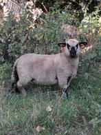 Ramlam, Dieren en Toebehoren, Mannelijk, Schaap, 0 tot 2 jaar
