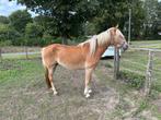 4 jarige haflinger merrie, Animaux & Accessoires, Chevaux, Moins de 160 cm, Avec pedigree, Non dressé, Cheval de récréation