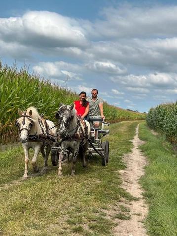 Allerleukste dubbelspan pony´s  beschikbaar voor biedingen