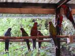 pennanten, Dieren en Toebehoren, Vogels | Parkieten en Papegaaien, Meerdere dieren, Parkiet, Geringd