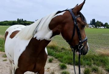 Super lieve brave D pony merrie beschikbaar voor biedingen