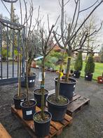 Vijgenboom Ficus Carica - op voorraad, Ophalen, Vijgenboom